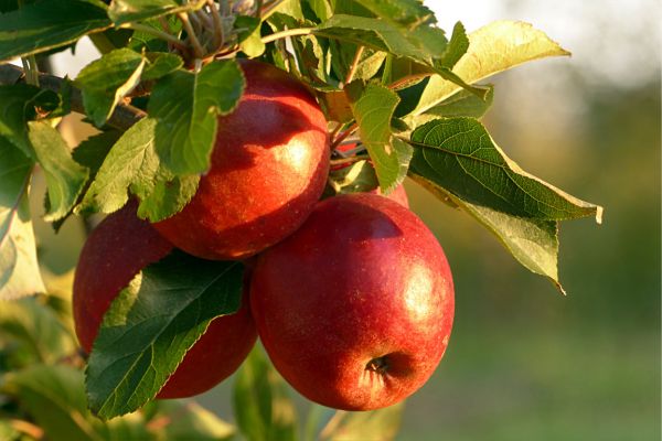 Ăn táo giúp cải thiện táo bón ở trẻ em hiệu quả